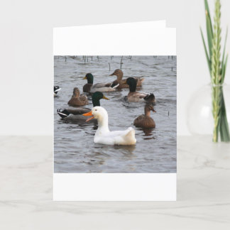 Cheeky Duck Card