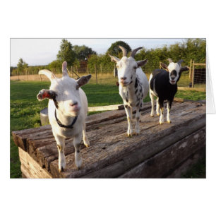 Cheeky Goats Card