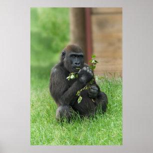 Cheeky Gorilla Lope Poster