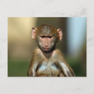 Cheeky Monkey - Cute Baby Baboon Postcards
