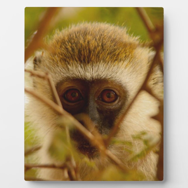 Cheeky Monkey. Plaque (Front)