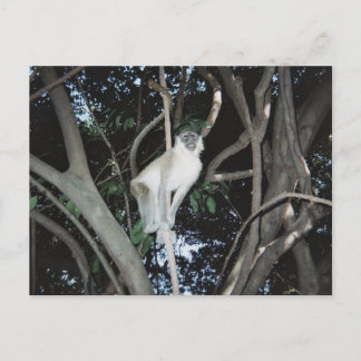 Cheeky Monkey Postcard