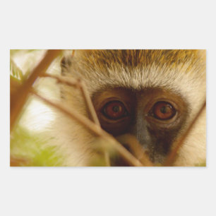 Cheeky Monkey. Sticker
