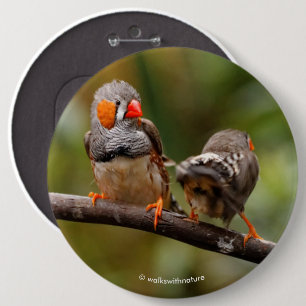 Cheeky Pair of Zebra Finches Songbirds 6 Inch Round Button