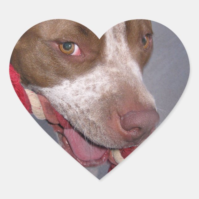 Cheeky Pitbull Heart Sticker (Front)