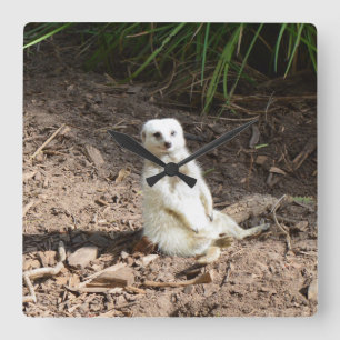 Cheeky White Meerkat, Square Wall Clock