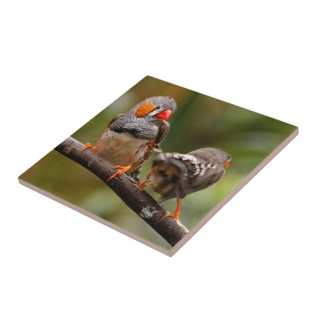 Cheeky Zebra Finches Songbirds on Branch Tile (Side)