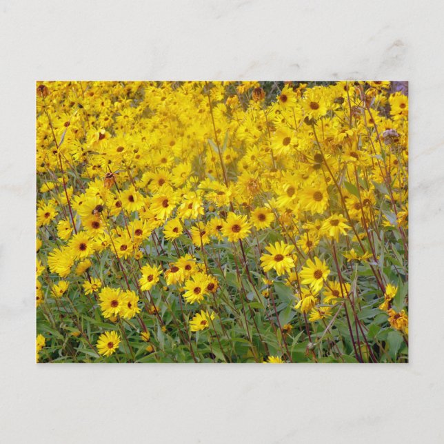 Cheerful Field Of Yellow Flowers Postcard (Front)