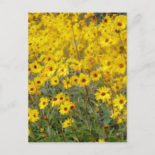 Cheerful Field Of Yellow Flowers Postcard