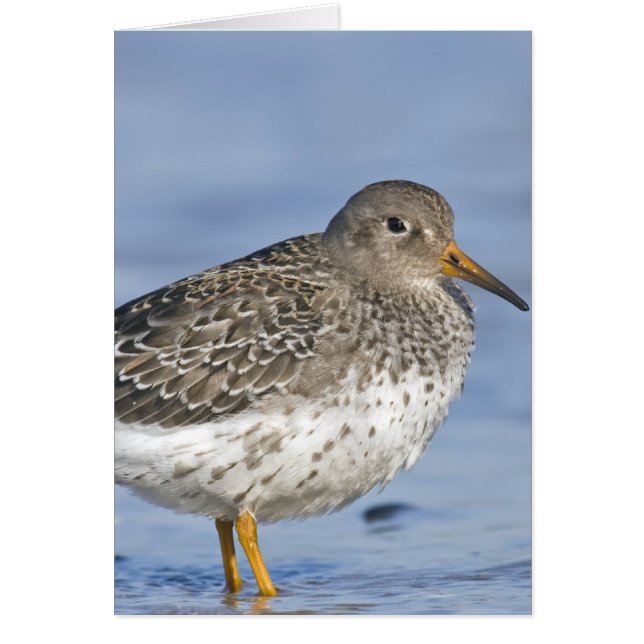 CHEERFUL GRIN (Front)