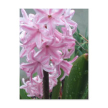 Cheerful Pink Hyacinth Flower After Spring Rain 