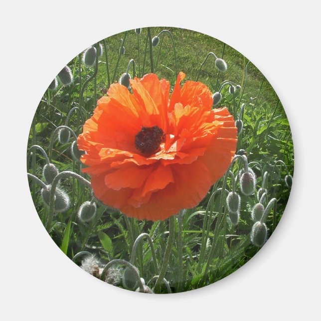 Cheerful Poppy Magnet (Front)