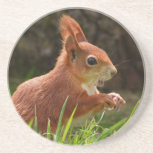 Cheerful Red Squirrel Coaster