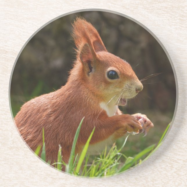 Cheerful Red Squirrel Coaster (Front)