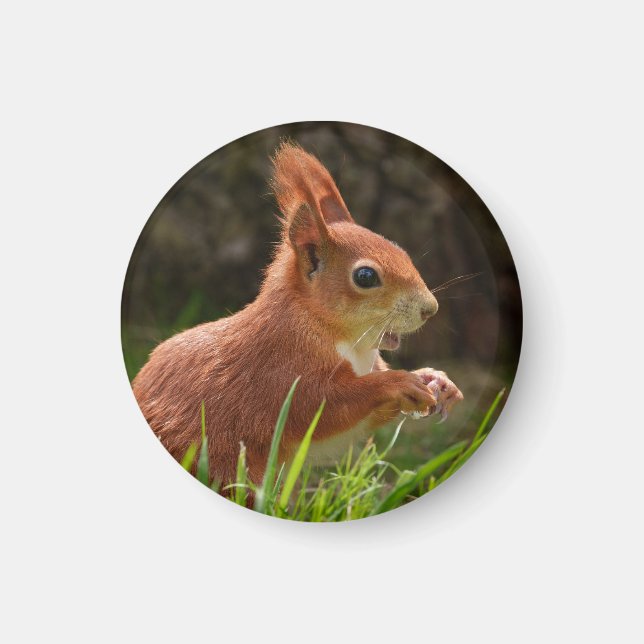Cheerful Red Squirrel Magnet (Front)