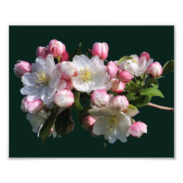 Cheerful Spring Crabapple Flower Blossoms 8x10 Photo Print (Front)