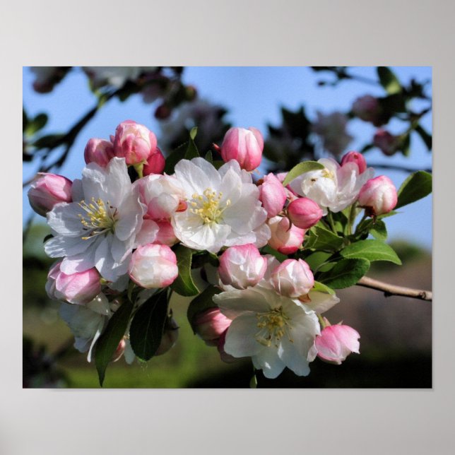 Cheerful Spring Crabapple Flower Blossoms  Poster (Front)