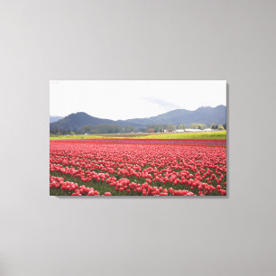 Cheerful tulip fields carpet Skagit Valley in Canvas Print