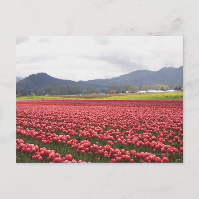 Cheerful tulip fields carpet Skagit Valley in Postcard (Front)