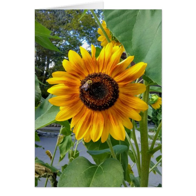 Cheerful Yellow Sunflower with Bee Blank Card (Front)