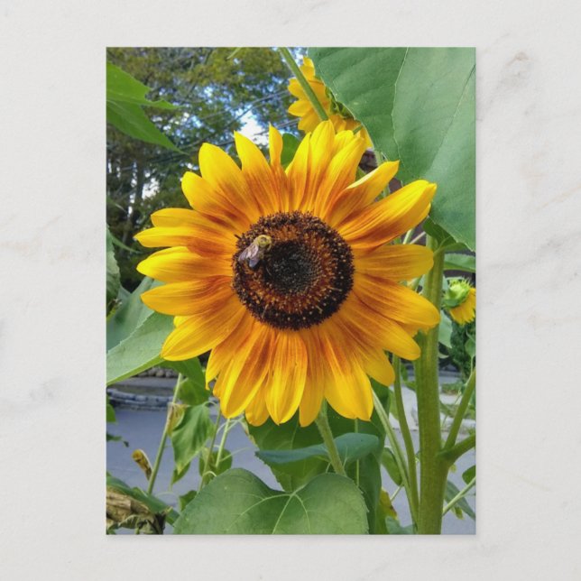 Cheerful Yellow Sunflower with Postcard (Front)