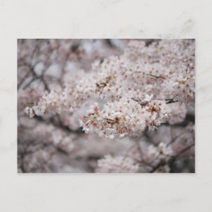 Cheery Blossom Postcard