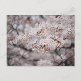 Cheery Blossom Postcard