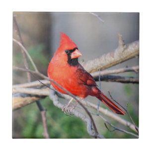 Cheery Cardinal Decorative Tile