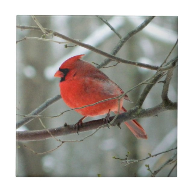 Cheery Red Cardinal Decorative Tile (Front)
