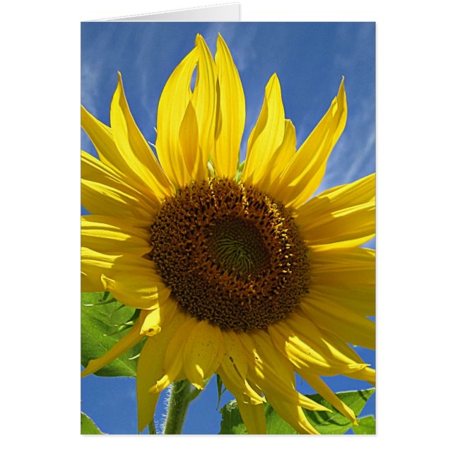 Cheery Sunflower (Front)