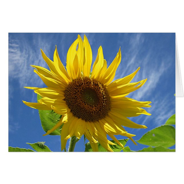 Cheery Sunflower (Front Horizontal)