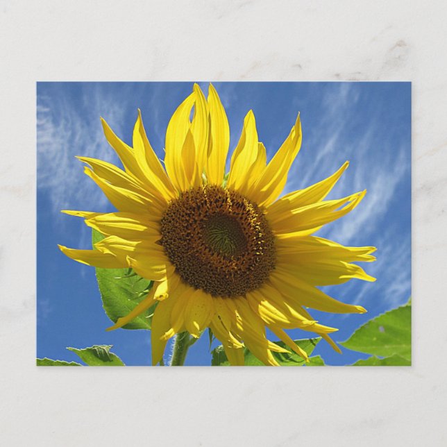 Cheery Sunflower Postcard (Front)