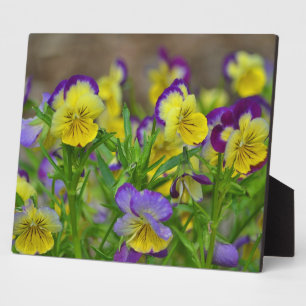 Cheery Viola Plaque