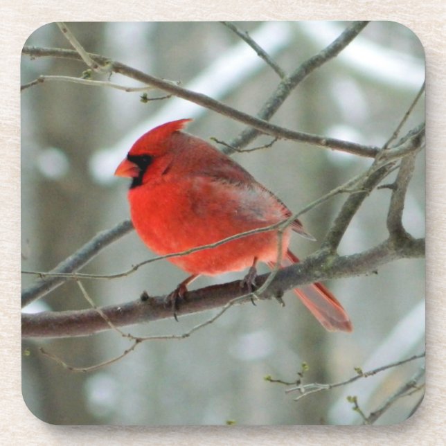 Cheery Winter Cardinal Cork Coaster (Front)