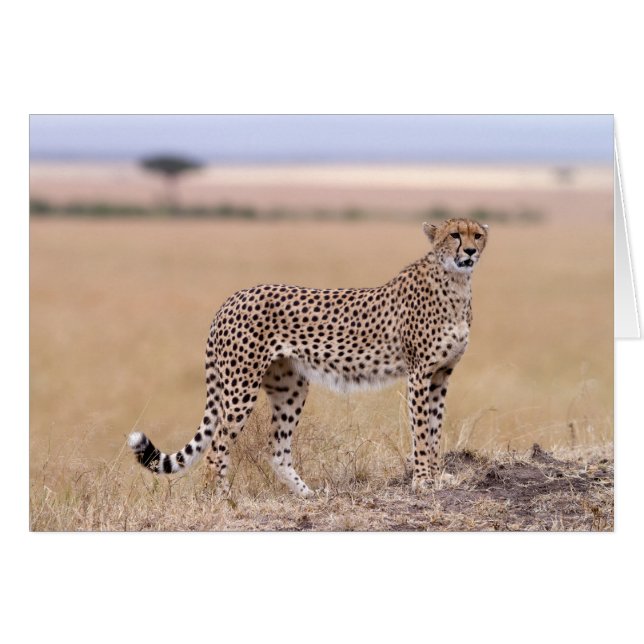 Cheetah (Front Horizontal)