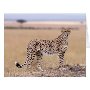Cheetah