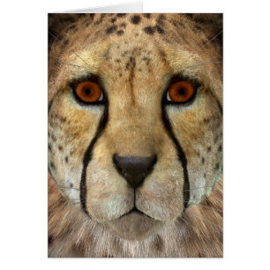 Cheetah