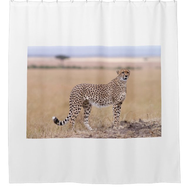 Cheetah (Front)