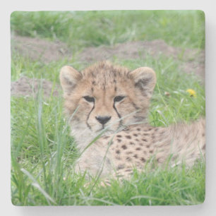 Cheetah20150904 Stone Coaster