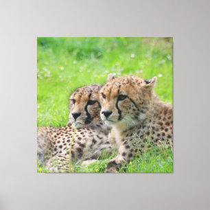Cheetah 001 canvas print