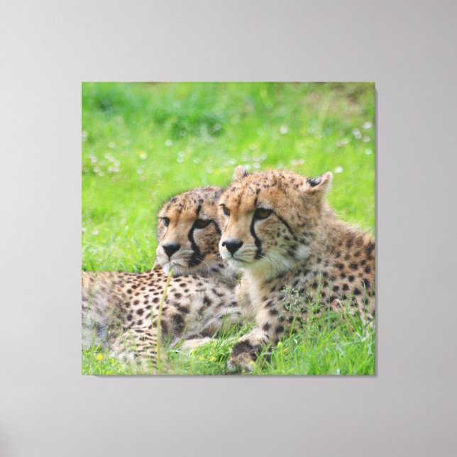 Cheetah 001 canvas print (Front)