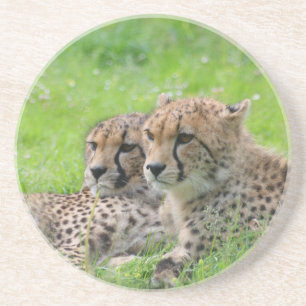 Cheetah 001 coaster
