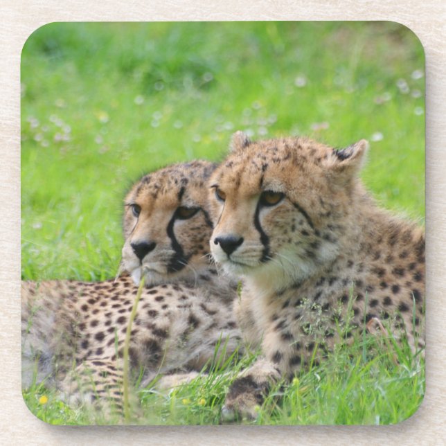 Cheetah 001 coaster (Front)