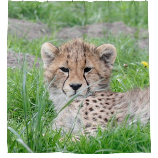 Cheetah 002 (Front)