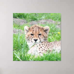 Cheetah 002 canvas print