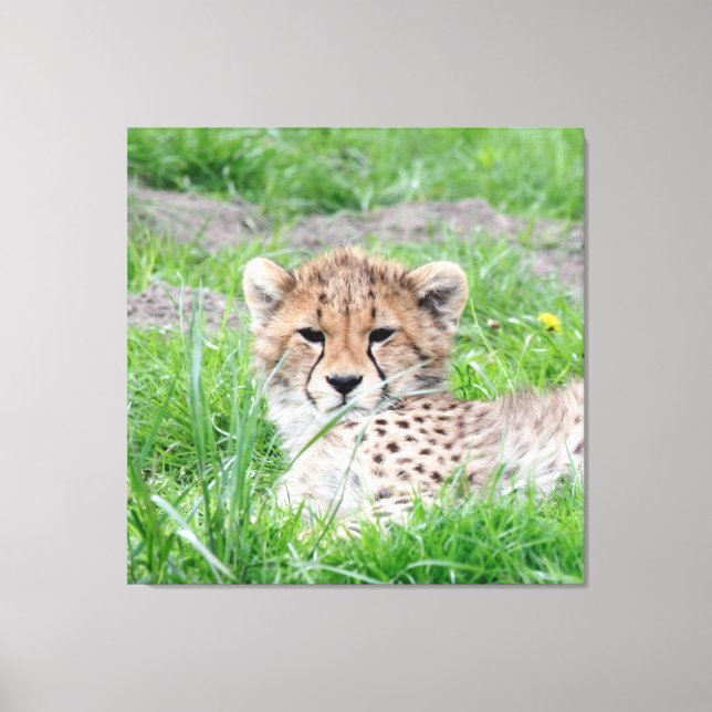 Cheetah 002 canvas print (Front)