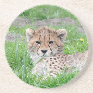 Cheetah 002 coaster