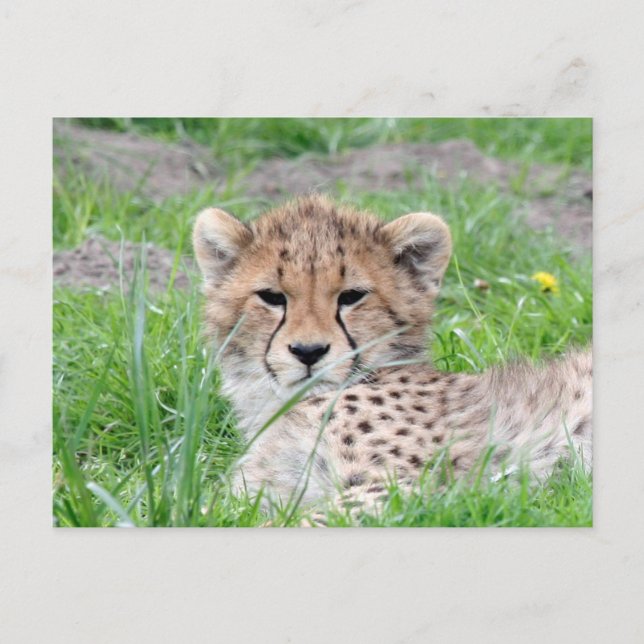 Cheetah 002 postcard (Front)