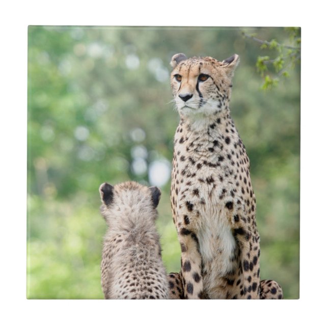 Cheetah 004 tile (Front)