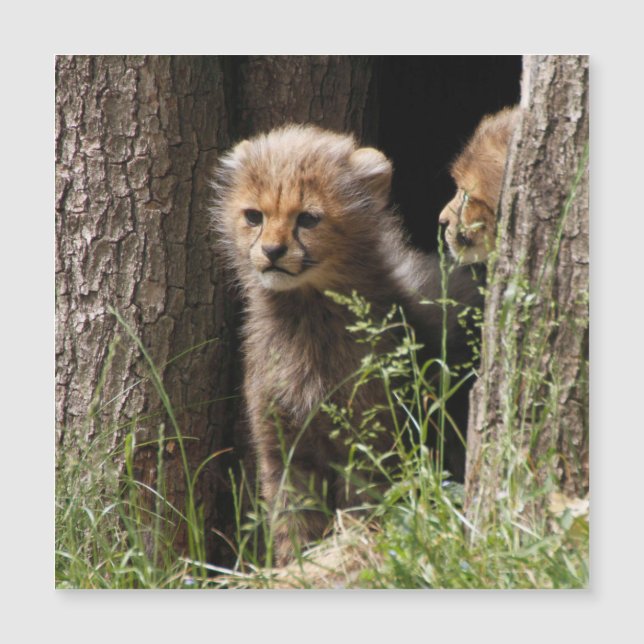 Cheetah 005 (Front)